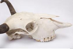 Photo Reference of Animal Skull